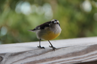 Picture of a Bananaquit bird
